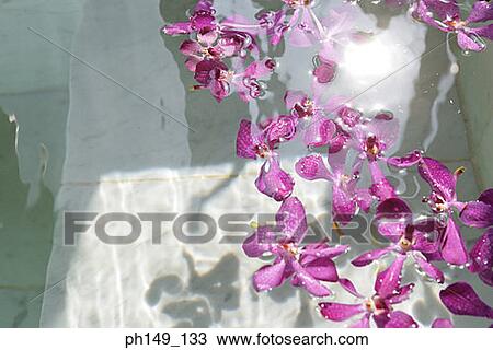 High angle view of jasmine flowers in water View Large Photo Image Stock Image - High angle view of jasmine flowers in water. Fotosearch
