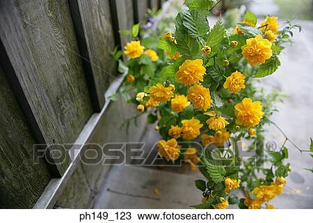 High angle view of yellow flowers View Large Photo Image Stock Image - High angle view of yellow flowers. Fotosearch
