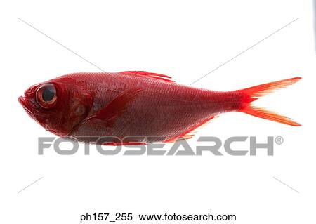 赤い魚 ストックフォト 写真素材 Ph157 255 Fotosearch