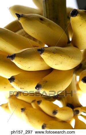 A Bunch of Bananas, close-up View Large Photo Image Stock Photo - A Bunch of Bananas, close-up. Fotosearch