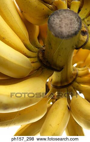 Stock Photo - A Bunch of Bananas, close-up. Fotosearch
