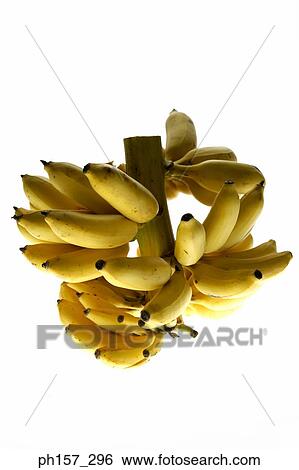 Stock Photograph - A Bunch of Bananas. Fotosearch