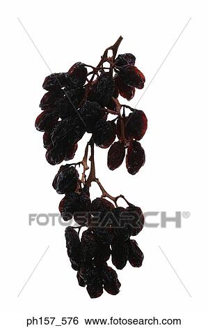 A bunch of raisins View Large Photo Image Stock Photograph - A bunch of raisins. Fotosearch