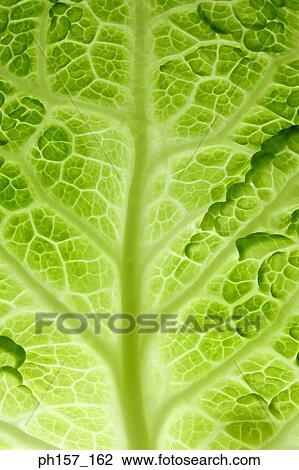 Stock Image - A leaf of cabbage, close-up. Fotosearch
