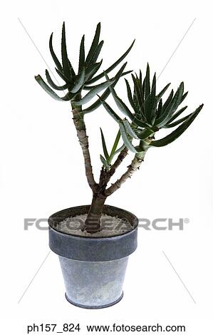 Picture - A pot of aloe vera. Fotosearch