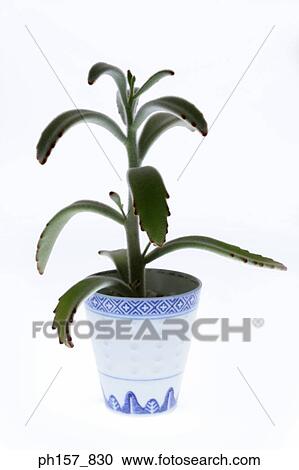 A pot of plant View Large Photo Image Stock Image - A pot of plant. Fotosearch