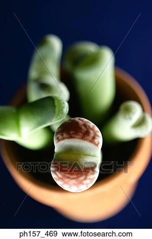 A pot of plant View Large Photo Image Stock Photo - A pot of plant. Fotosearch