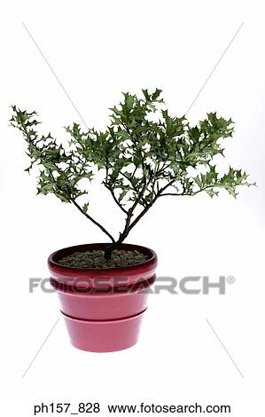 A pot of plant View Large Photo Image Stock Photo - A pot of plant. Fotosearch