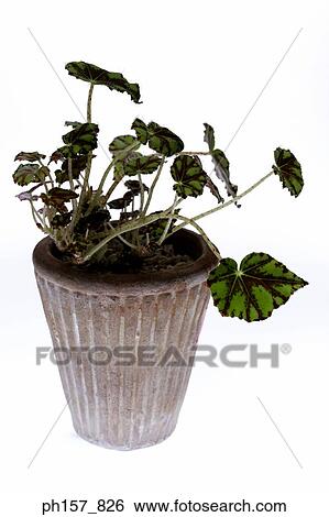 A pot of plant View Large Photo Image Stock Photograph - A pot of plant. Fotosearch