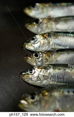 A Row of Fish View Large Photo Image Stock Photo - A Row of Fish. Fotosearch