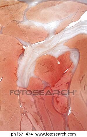 Picture - A slice of meat. Fotosearch