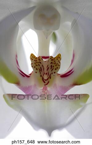 Stock Photo - A white orchid. Fotosearch