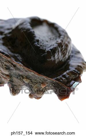 Abalone, close-up View Large Photo Image Picture - Abalone, close-up. Fotosearch