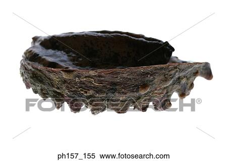 Stock Photography - Abalone, side view. Fotosearch