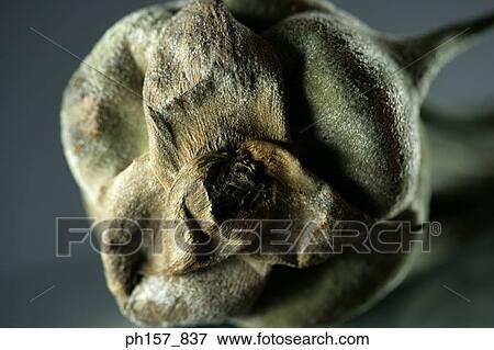 Stock Photo - Airplant, close-up. Fotosearch