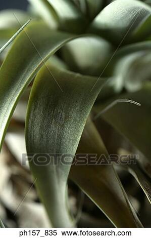 Airplant, close-up View Large Photo Image Stock Photography - Airplant, close-up. Fotosearch
