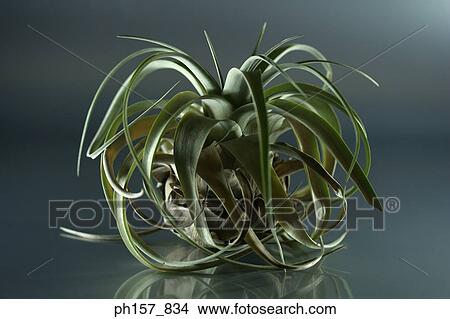 Picture - Airplant. Fotosearch