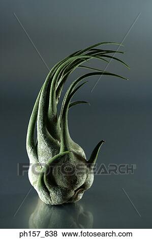Airplant View Large Photo Image Stock Photo - Airplant. Fotosearch