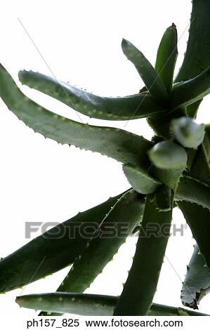 Stock Photography - Aloe vera, close-up. Fotosearch