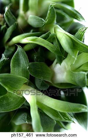 Aloe Vera plant View Large Photo Image Stock Image - Aloe Vera plant. Fotosearch