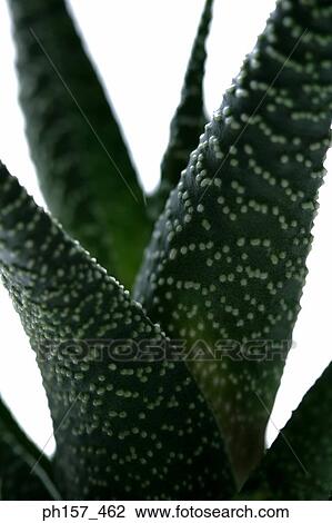 Stock Image - Aloe Vera plant. Fotosearch