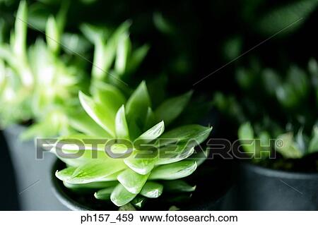 Stock Photo - Aloe Vera plant. Fotosearch