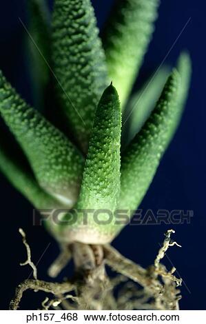 Aloe Vera plant View Large Photo Image Stock Photo - Aloe Vera plant. Fotosearch