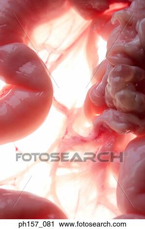Animal Intestines, close-up View Large Photo Image Stock Image - Animal Intestines, close-up. Fotosearch