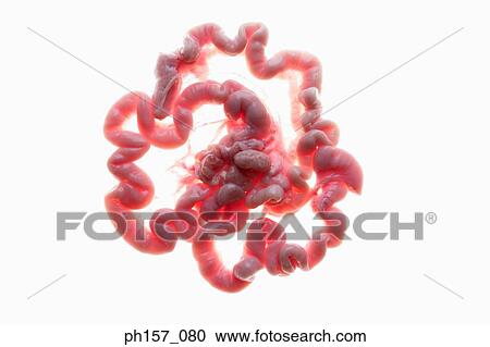 Stock Image - Animal Intestines. Fotosearch