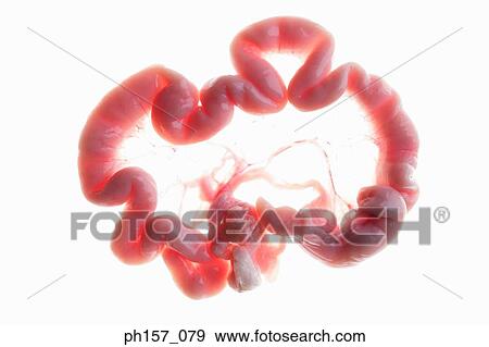Animal Intestines View Large Photo Image Stock Photo - Animal Intestines. Fotosearch