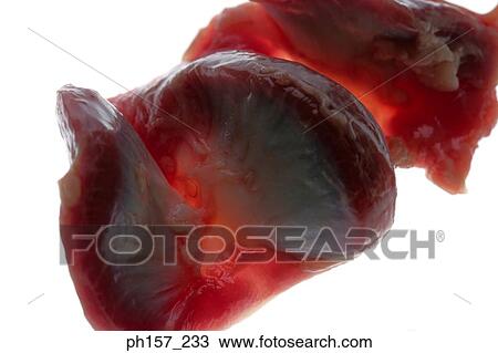 Animal kidney View Large Photo Image Stock Image - Animal kidney. Fotosearch