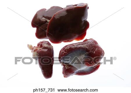 Animal's kidney View Large Photo Image Stock Image - Animal's kidney. Fotosearch