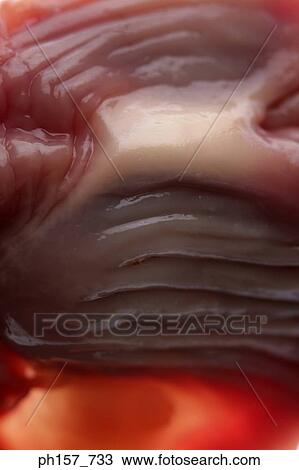 Animal's kidney View Large Photo Image Stock Image - Animal's kidney. Fotosearch