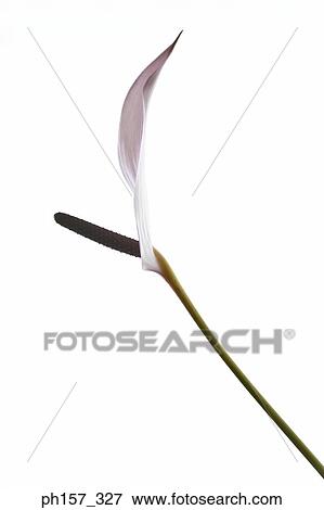 Anthurium, side view View Large Photo Image Stock Photo - Anthurium, side view. Fotosearch