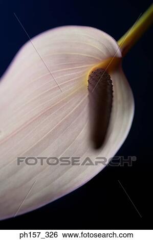 Anthurium View Large Photo Image Stock Photograph - Anthurium. Fotosearch