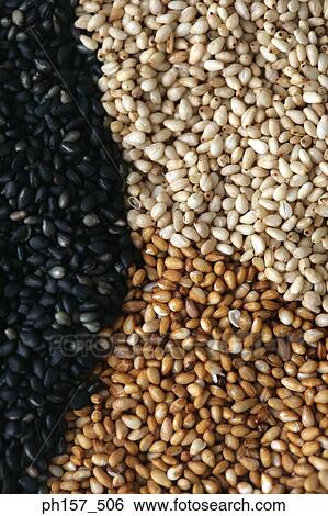 Assortment of beans View Large Photo Image Stock Photograph - Assortment of beans. Fotosearch