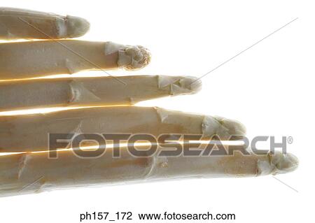 Bamboo shoots, close-up View Large Photo Image Stock Image - Bamboo shoots, close-up. Fotosearch