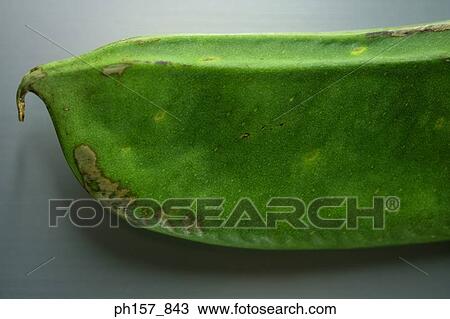 Bean, close-up View Large Photo Image Stock Image - Bean, close-up. Fotosearch