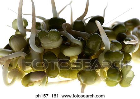 Bean sprouts View Large Photo Image Stock Image - Bean sprouts. Fotosearch