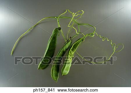 Stock Image - Beans. Fotosearch