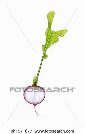 Beetroot, cross section View Large Photo Image Stock Photo - Beetroot, cross section. Fotosearch