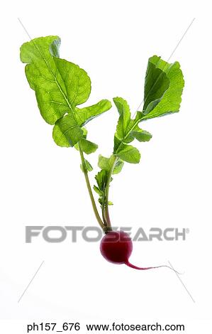 Stock Photograph - Beetroot. Fotosearch