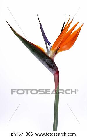 Stock Photograph - Birds of Paradise plant. Fotosearch