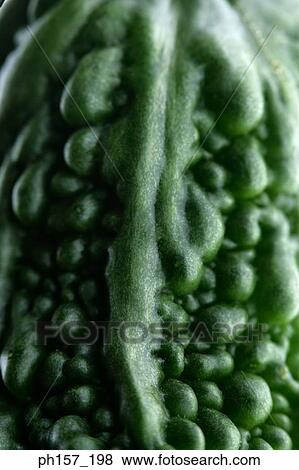 Stock Photo - Bitter melon, close-up. Fotosearch