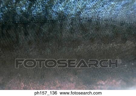 Body of fish, close-up View Large Photo Image Stock Photograph - Body of fish, close-up. Fotosearch