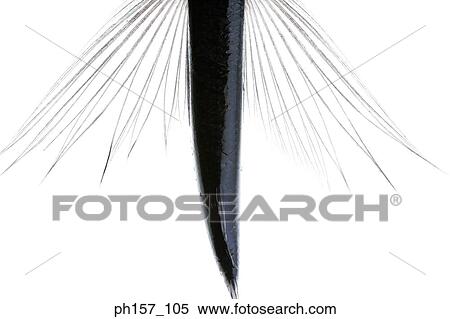 Body of fish, close-up View Large Photo Image Stock Photography - Body of fish, close-up. Fotosearch