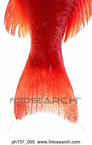 Stock Photography - Body of fish. Fotosearch