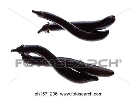 Stock Photograph - Brinjals. Fotosearch