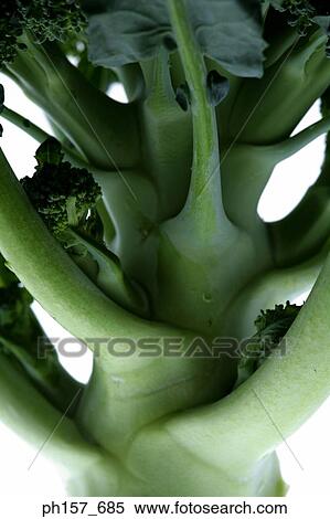 Broccoli, close-up View Large Photo Image Stock Photography - Broccoli, close-up. Fotosearch