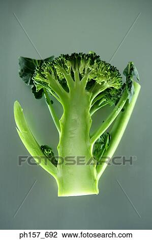 Broccoli, cross section View Large Photo Image Stock Image - Broccoli, cross section. Fotosearch